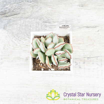 Cotyledon Choco Line