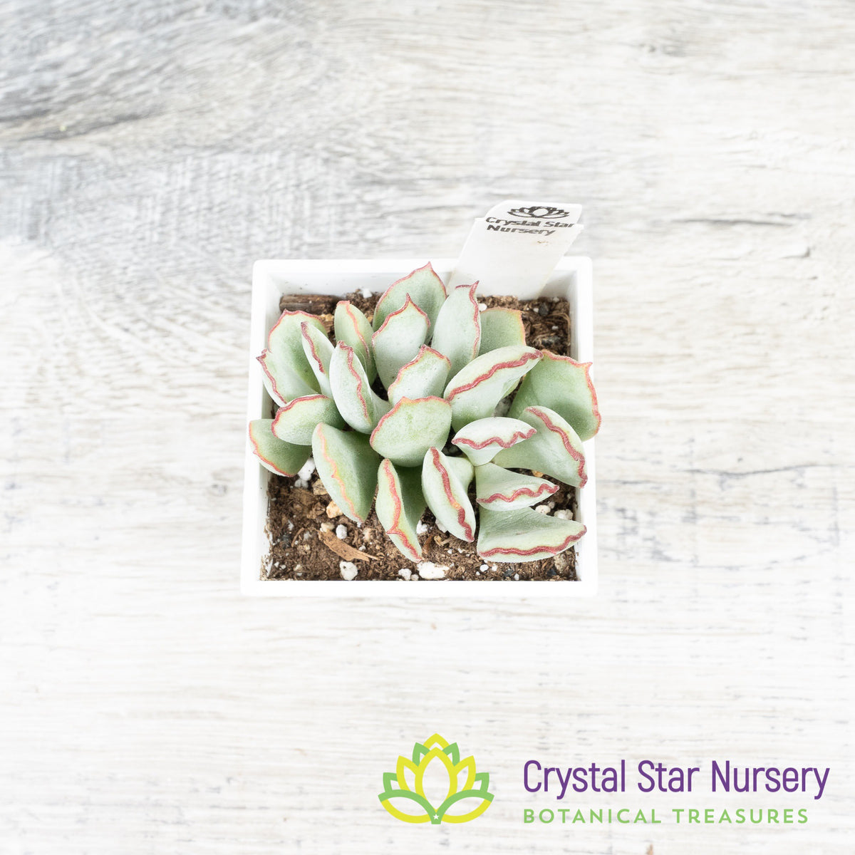Cotyledon Choco Line