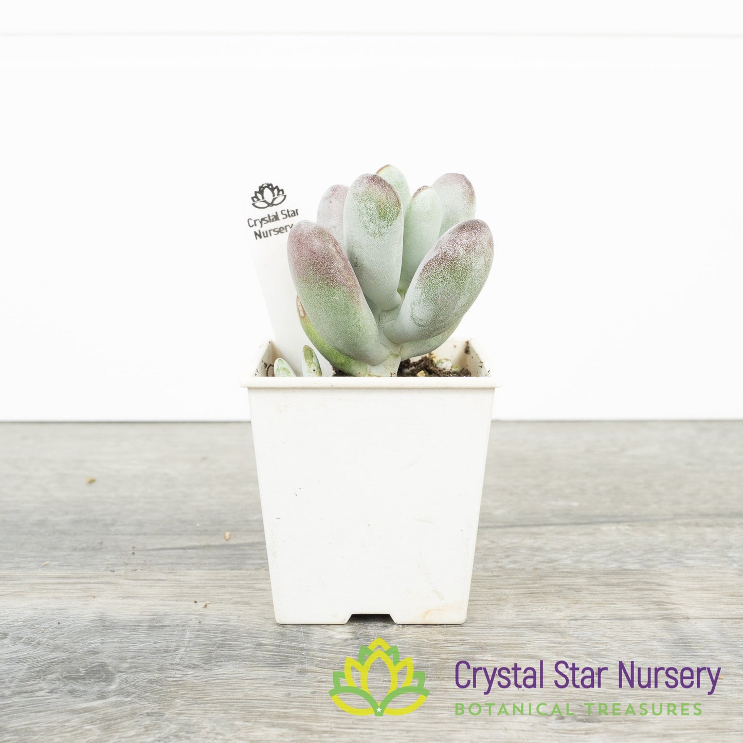 Cotyledon orbiculata oophylla