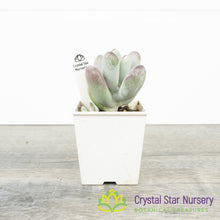Cotyledon orbiculata oophylla
