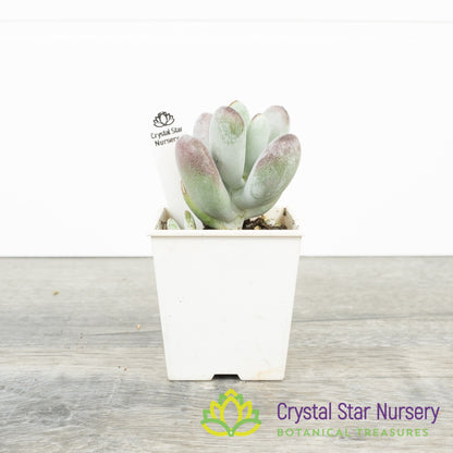 Cotyledon orbiculata oophylla