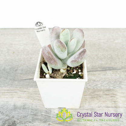 Cotyledon orbiculata oophylla