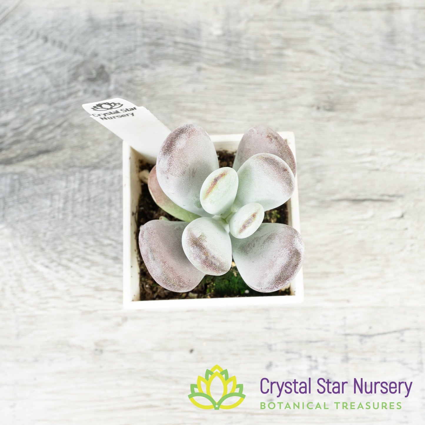 Cotyledon orbiculata oophylla