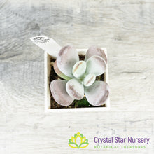 Cotyledon orbiculata oophylla