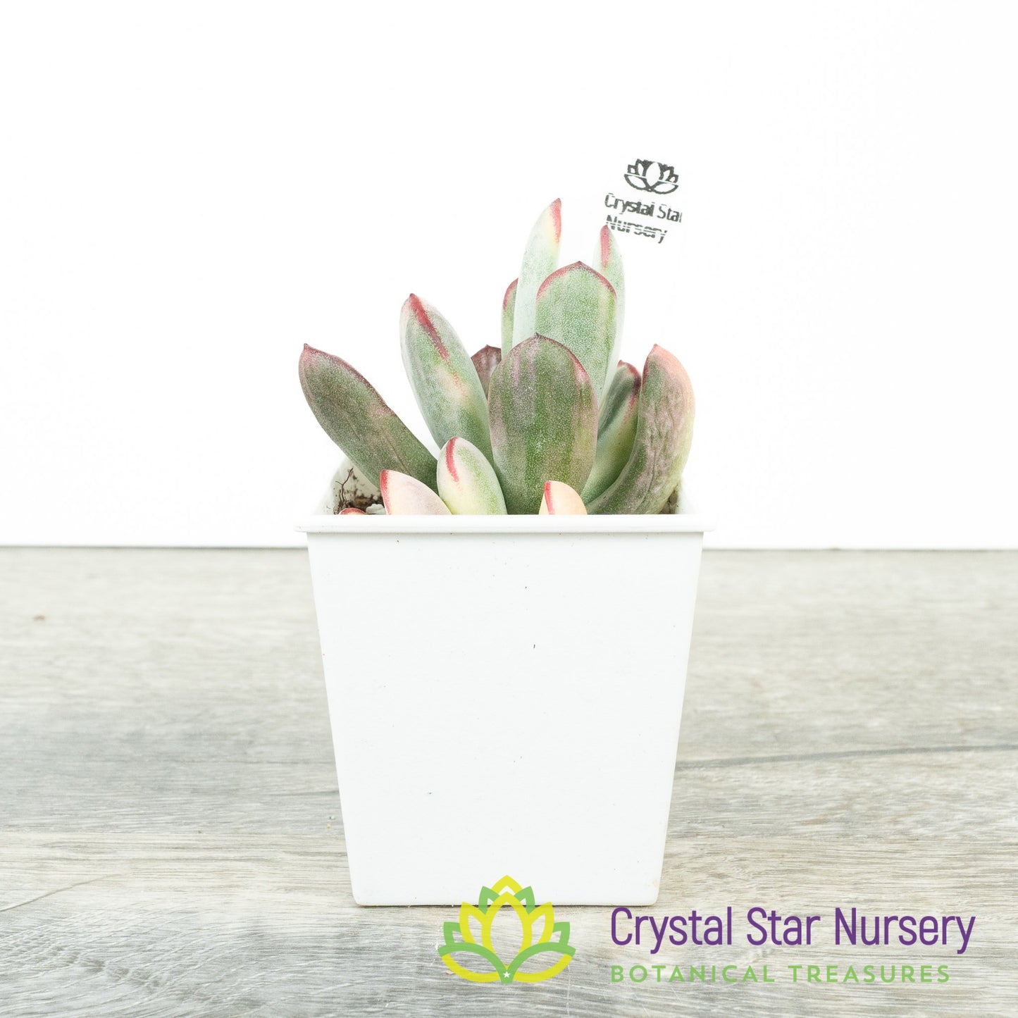 Cotyledon orbiculata var. oophylla Variegata