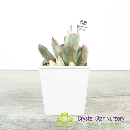Cotyledon orbiculata var. oophylla Variegata