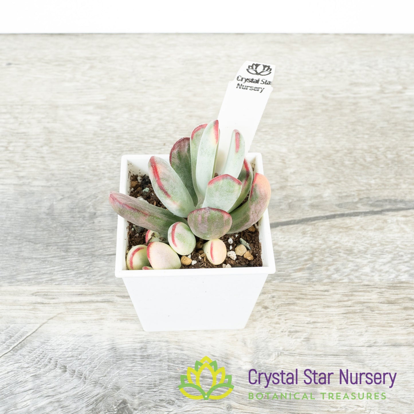 Cotyledon orbiculata var. oophylla Variegata