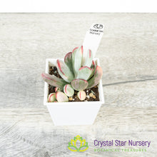Cotyledon orbiculata var. oophylla Variegata