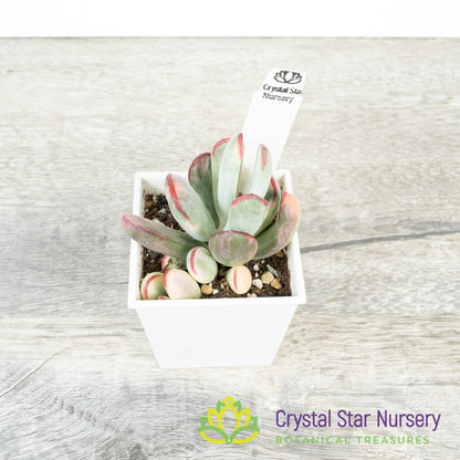 Cotyledon orbiculata var. oophylla Variegata
