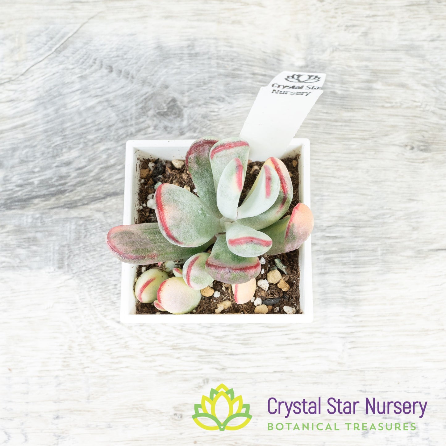 Cotyledon orbiculata var. oophylla Variegata