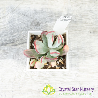 Cotyledon orbiculata var. oophylla Variegata