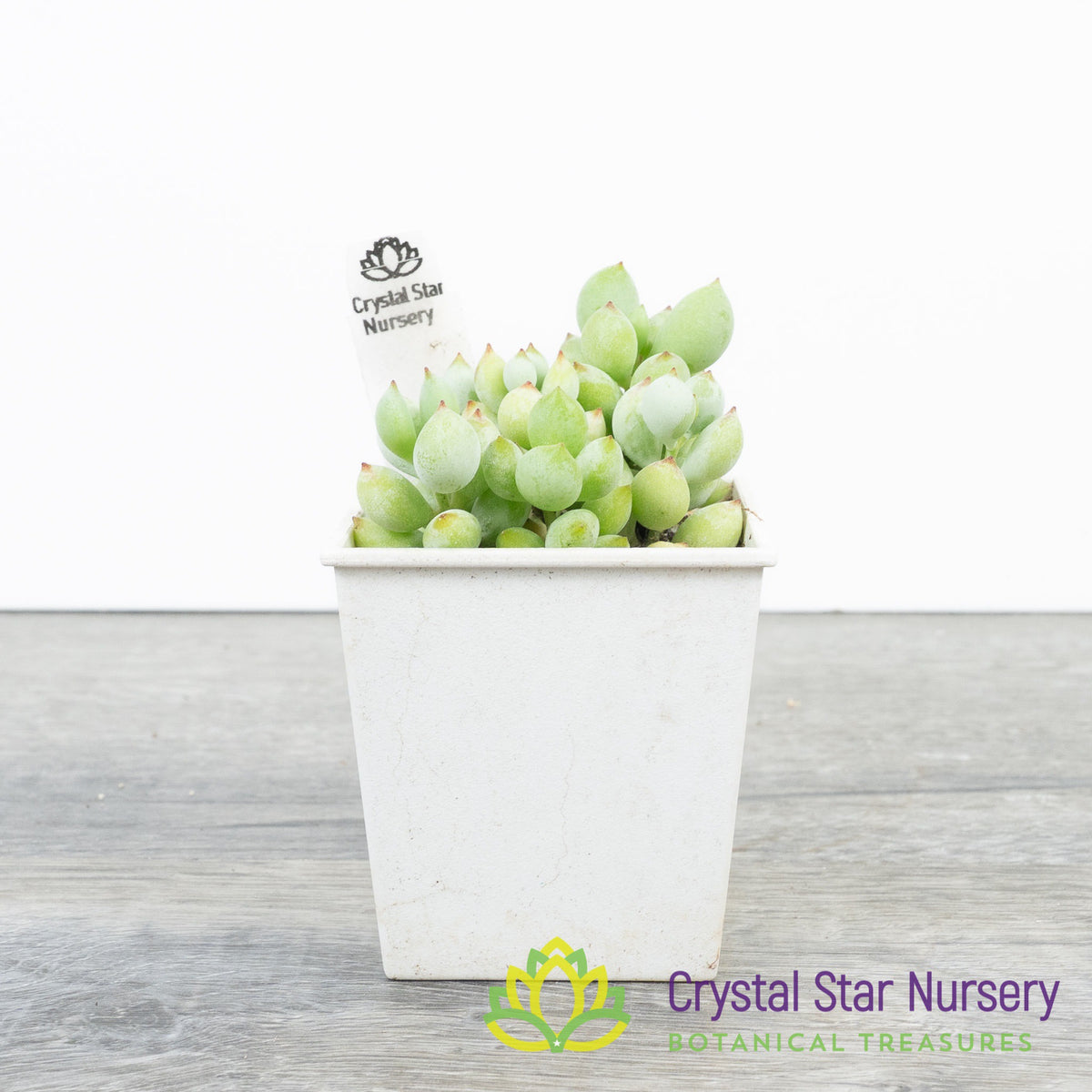 Cotyledon Pendens