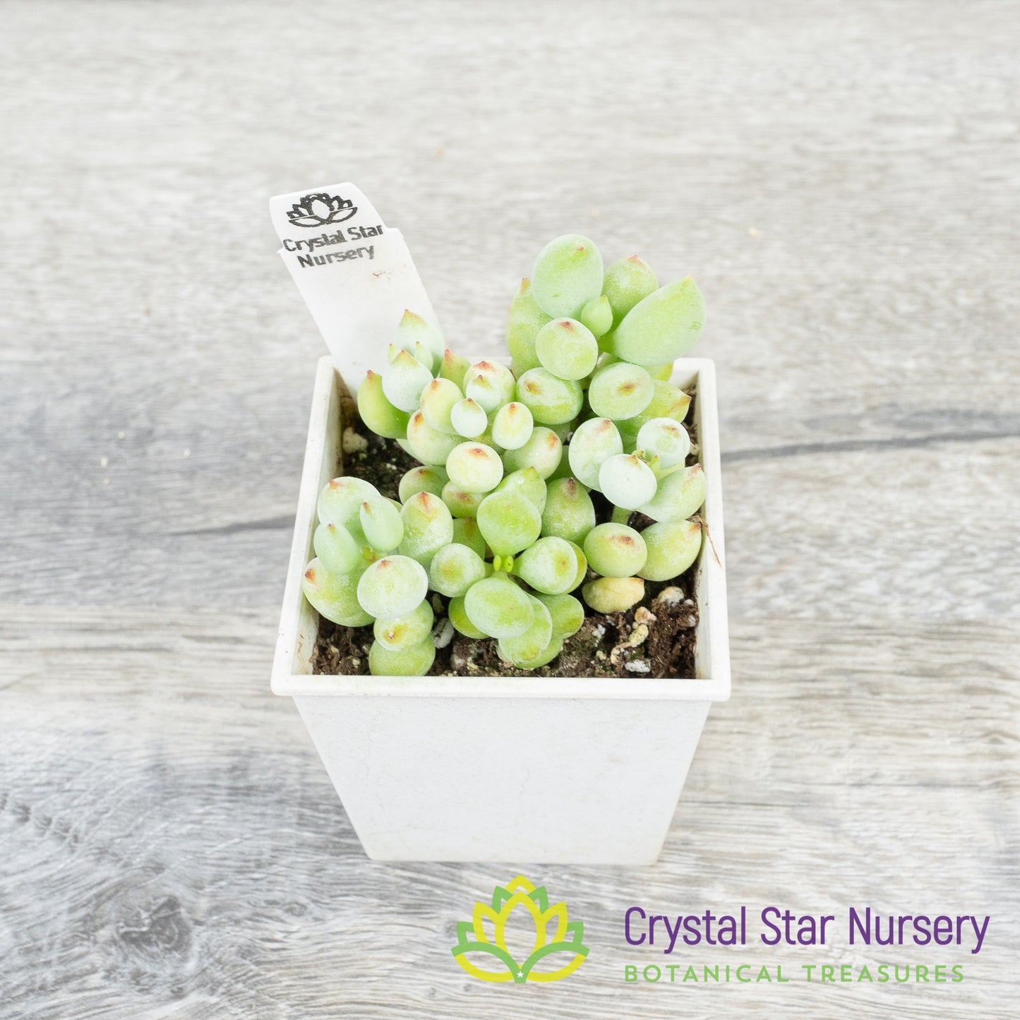 Cotyledon Pendens