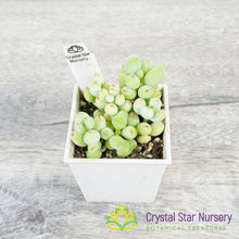 Cotyledon Pendens