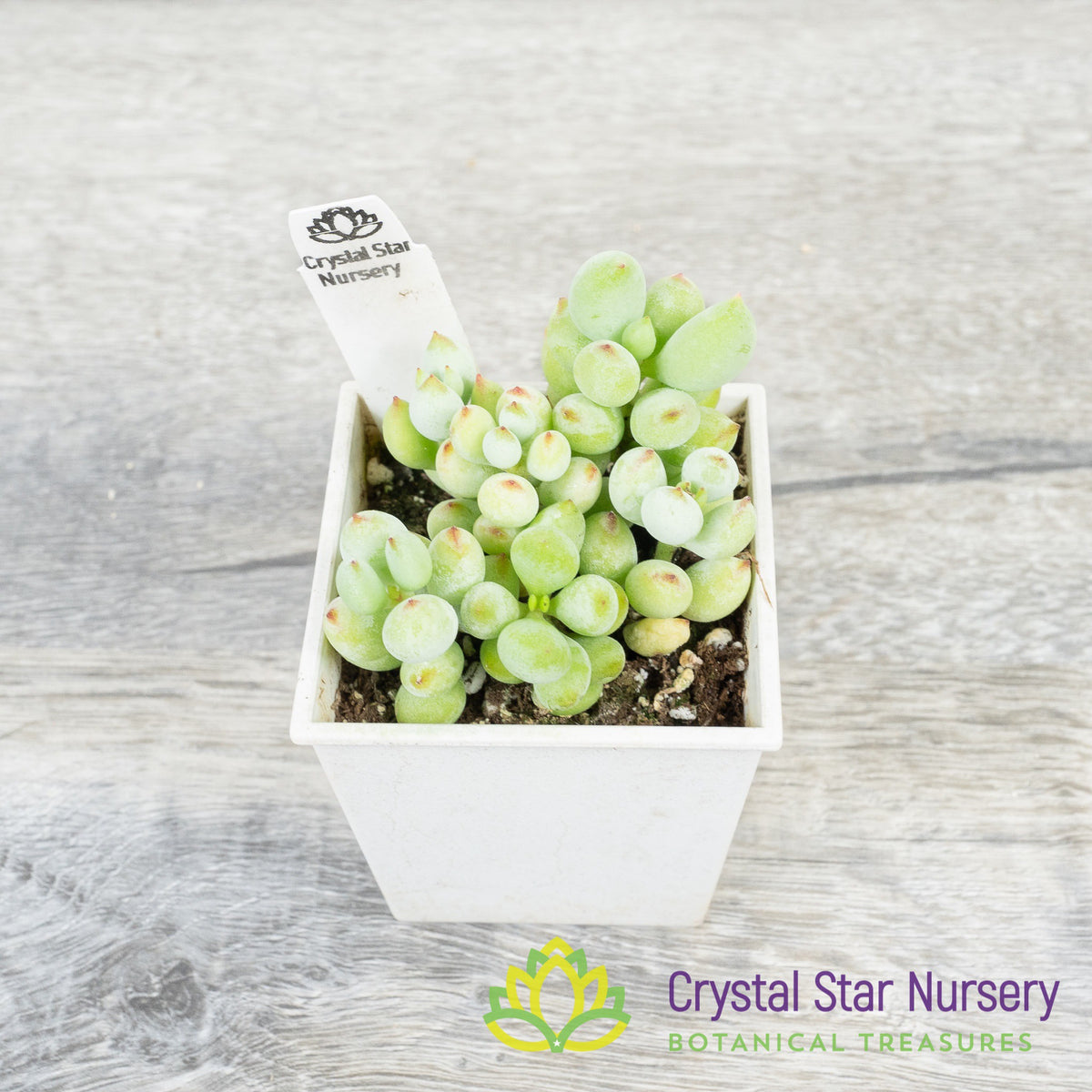 Cotyledon Pendens