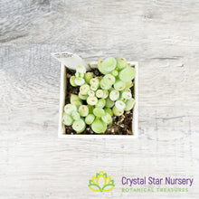Cotyledon Pendens
