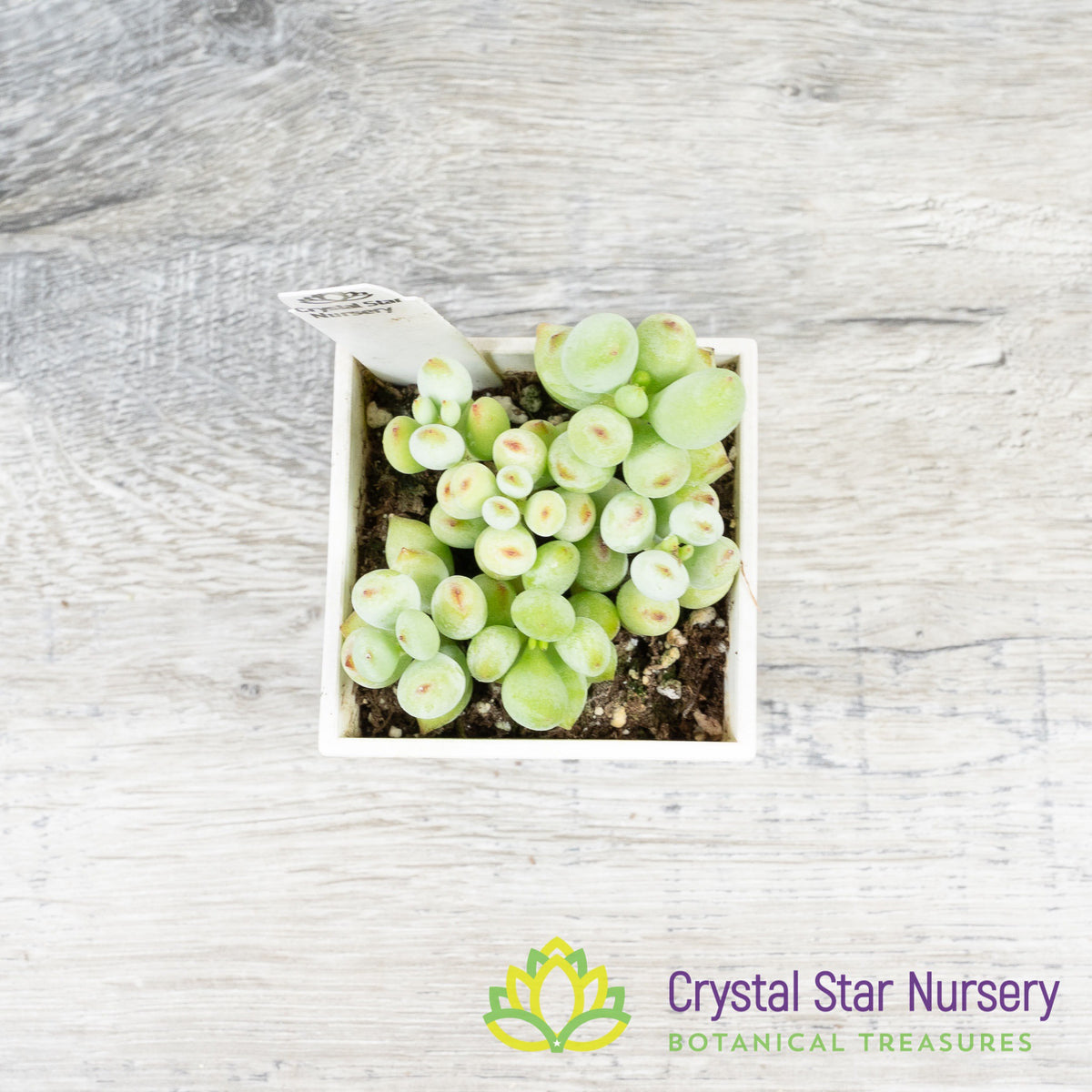 Cotyledon Pendens