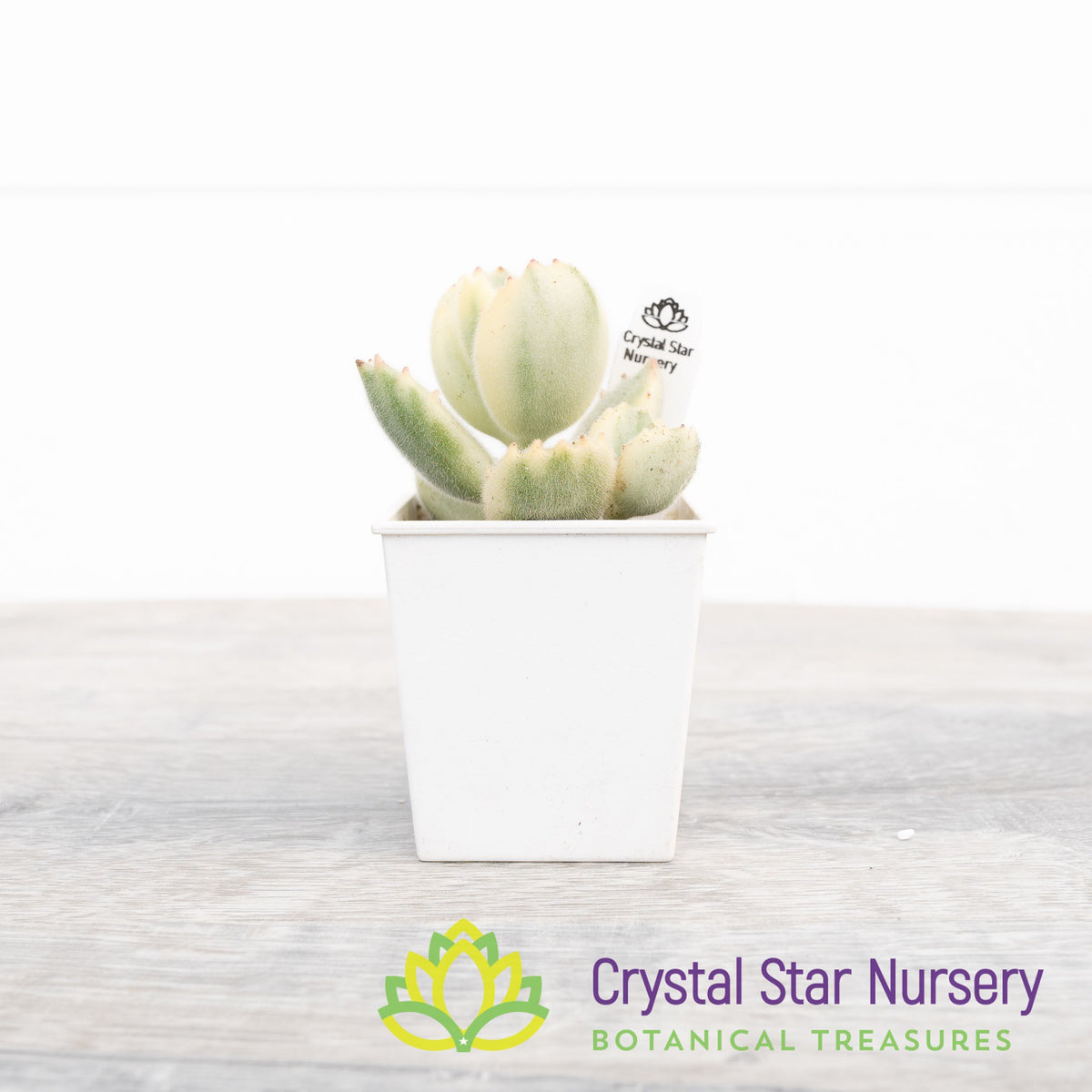 Cotyledon Tomentosa (Outer Variegated)