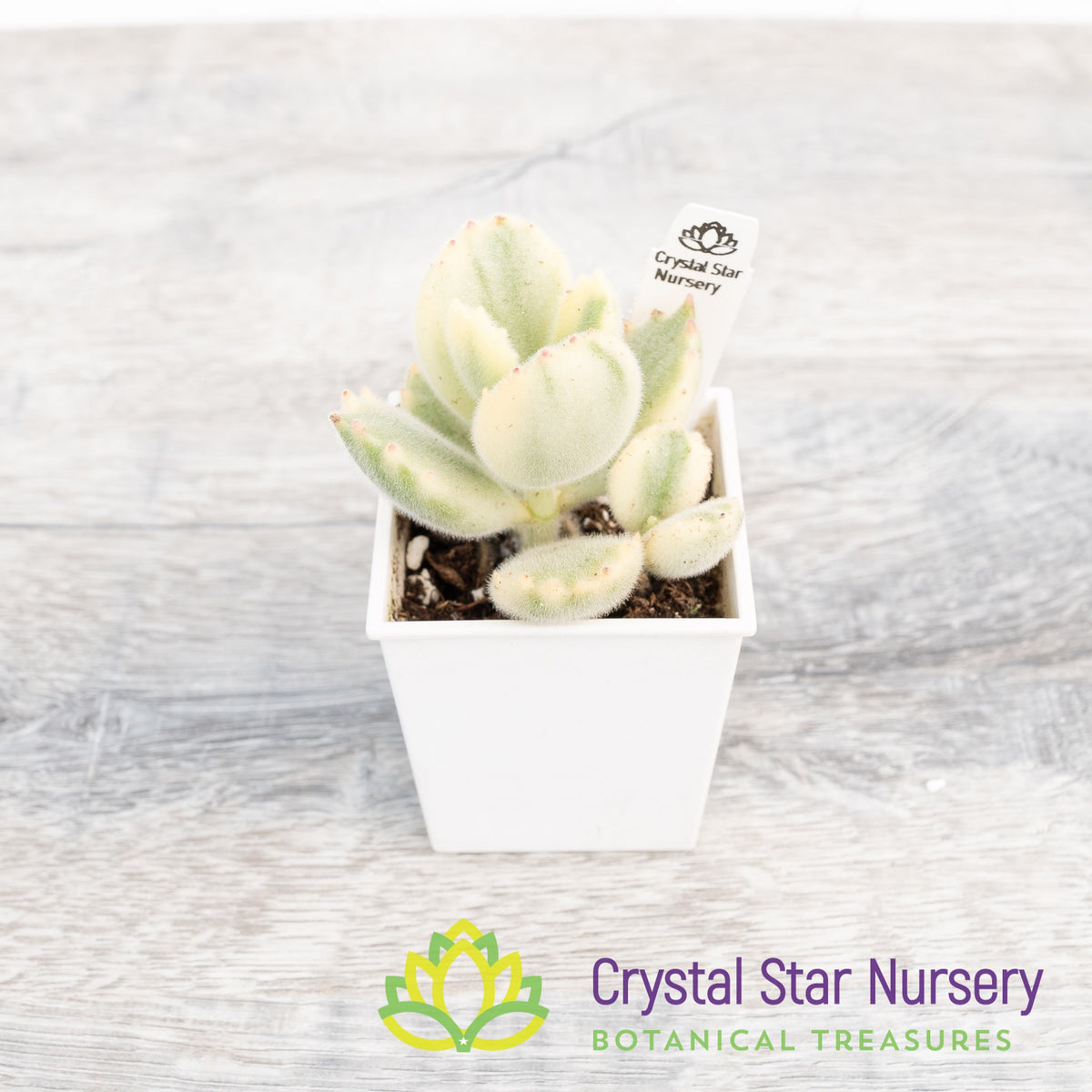 Cotyledon Tomentosa (Outer Variegated)