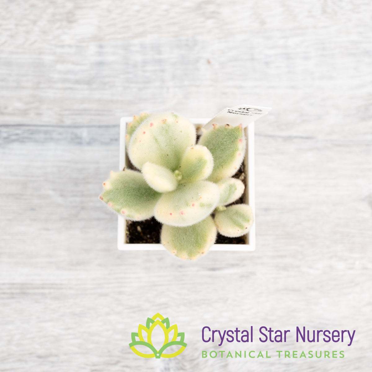 Cotyledon Tomentosa (Outer Variegated)