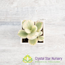 Cotyledon Tomentosa (Outer Variegated)