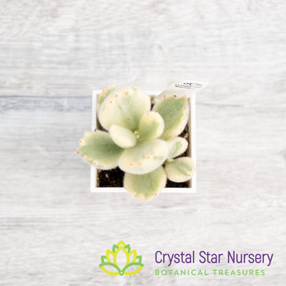 Cotyledon Tomentosa (Outer Variegated)