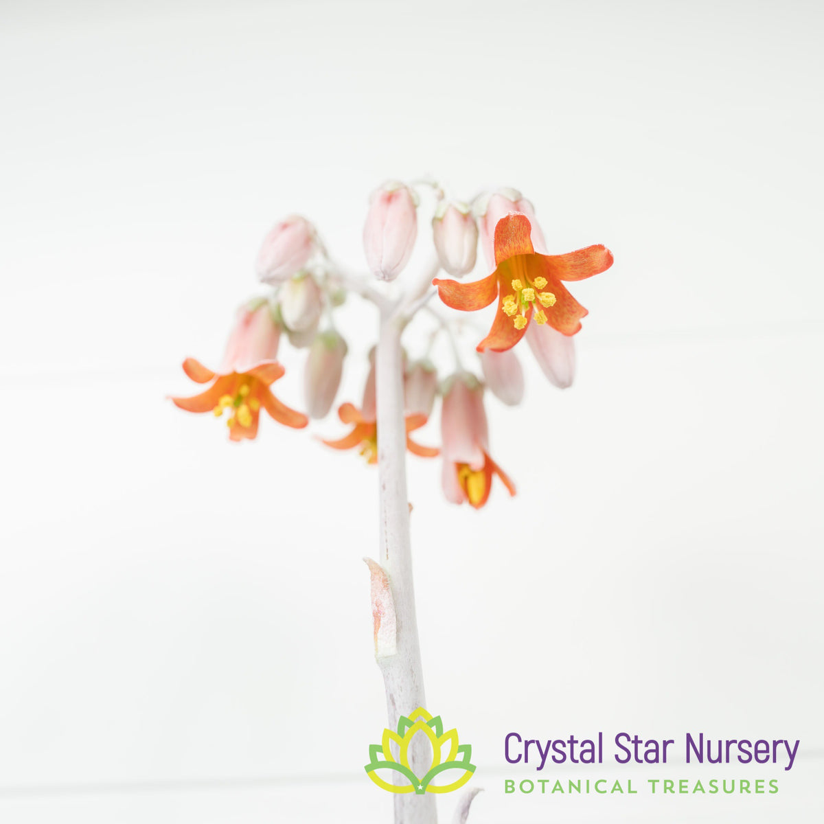 Cotyledon Undulata