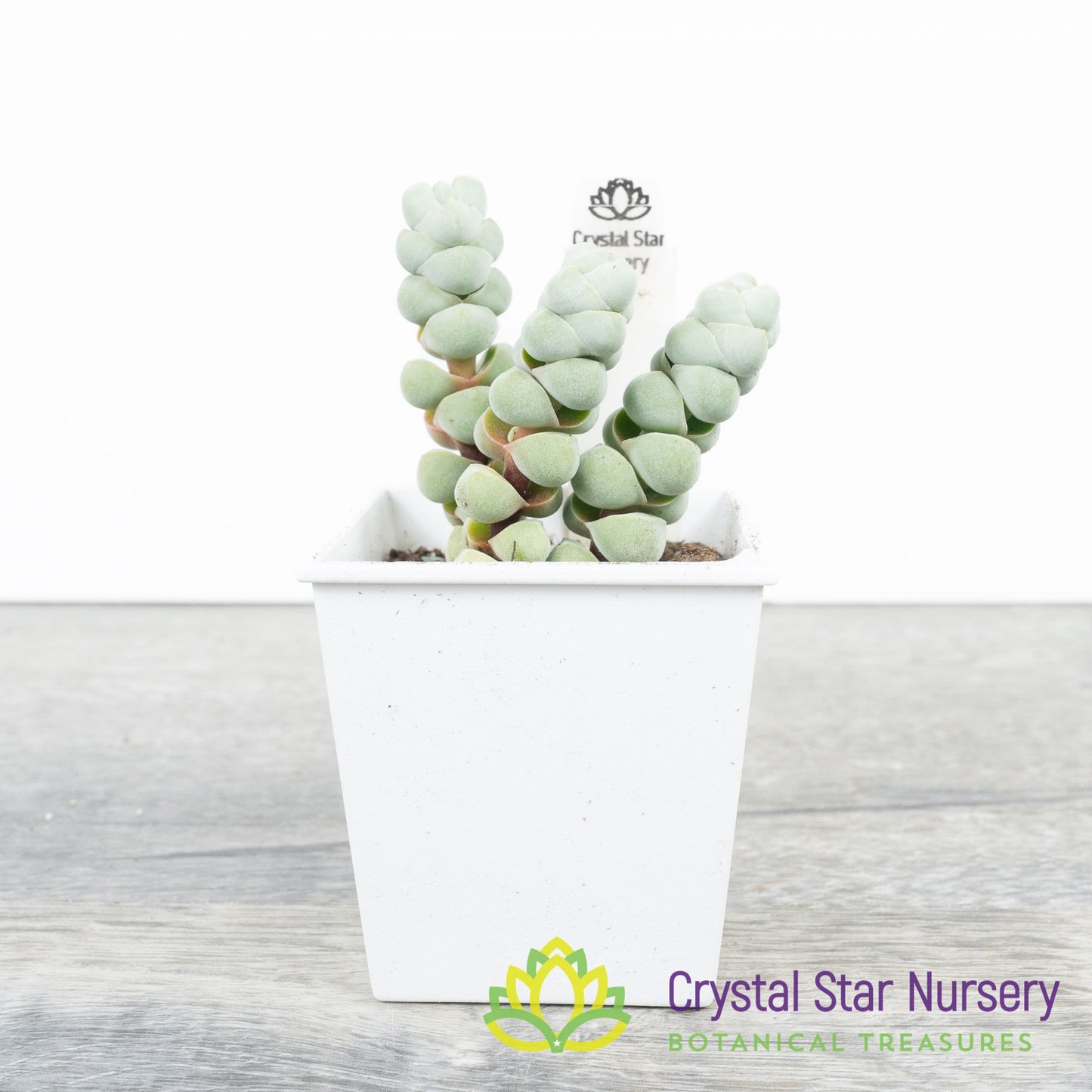 Crassula arta