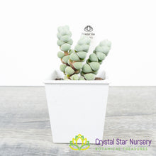 Crassula arta