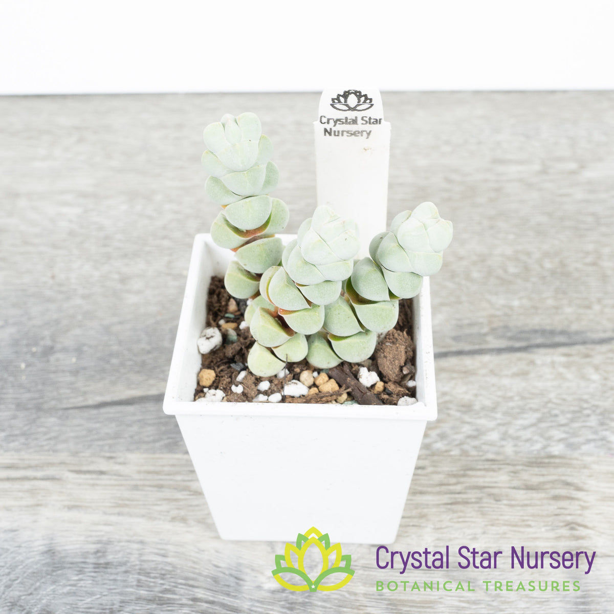 Crassula arta