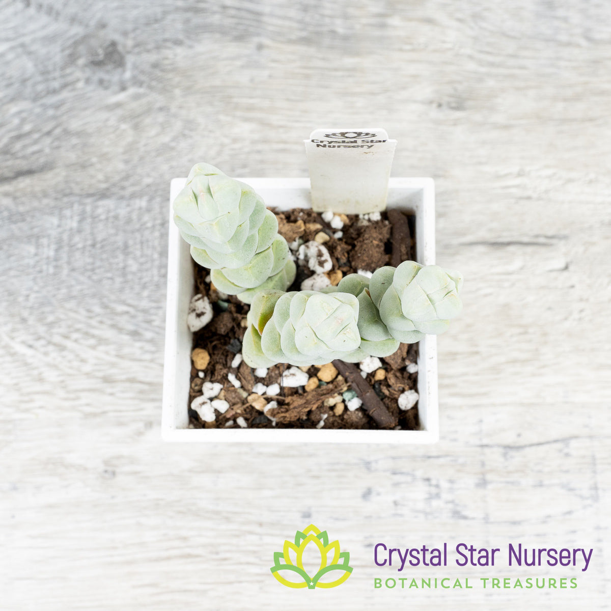 Crassula Arta