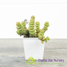 Crassula Baby Necklace
