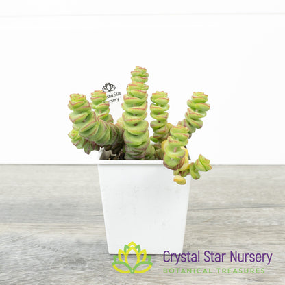 Crassula Baby Necklace