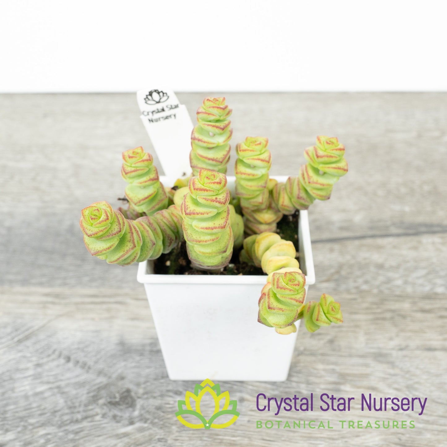 Crassula Baby Necklace