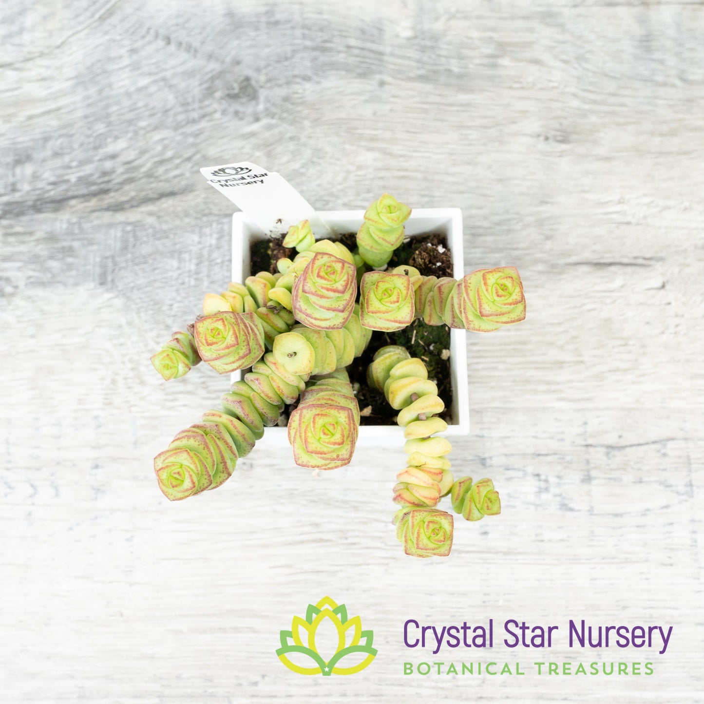 Crassula Baby Necklace