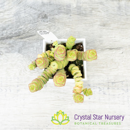 Crassula Baby Necklace
