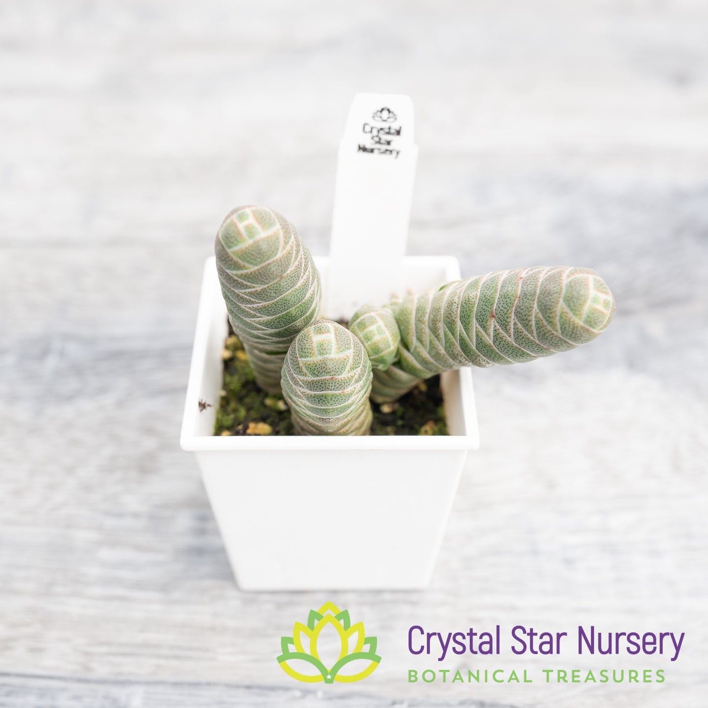Crassula Barklyi