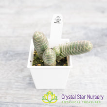 Crassula Barklyi