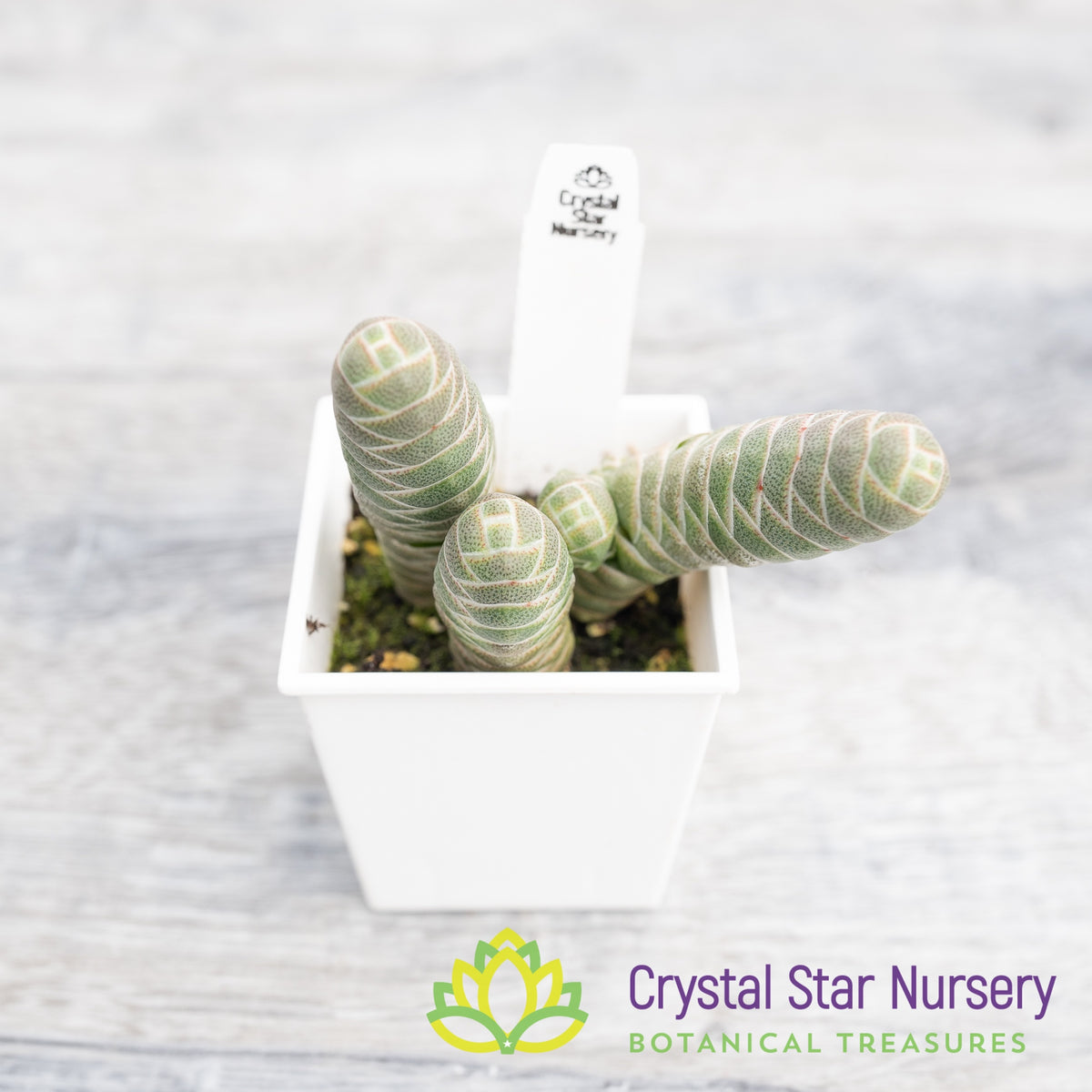 Crassula Barklyi