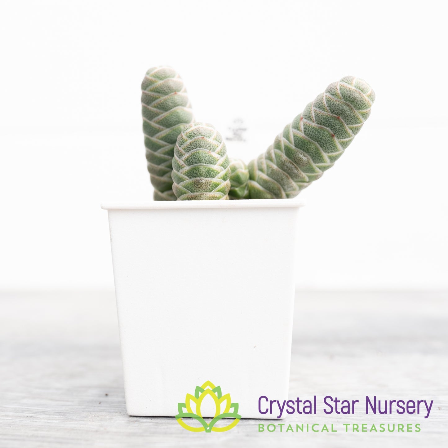 Crassula Barklyi