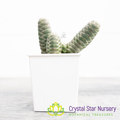 Crassula Barklyi