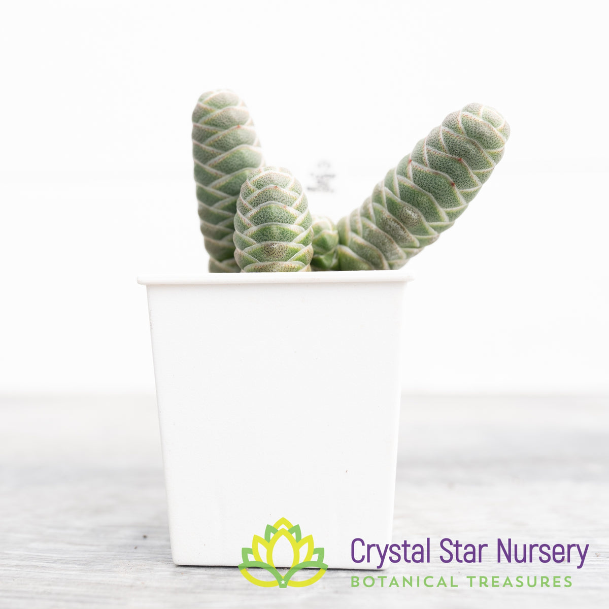 Crassula Barklyi