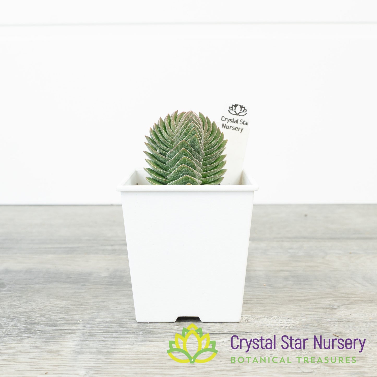 Crassula Buddha’s Temple