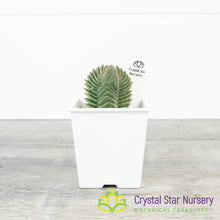 Crassula Buddha’s Temple