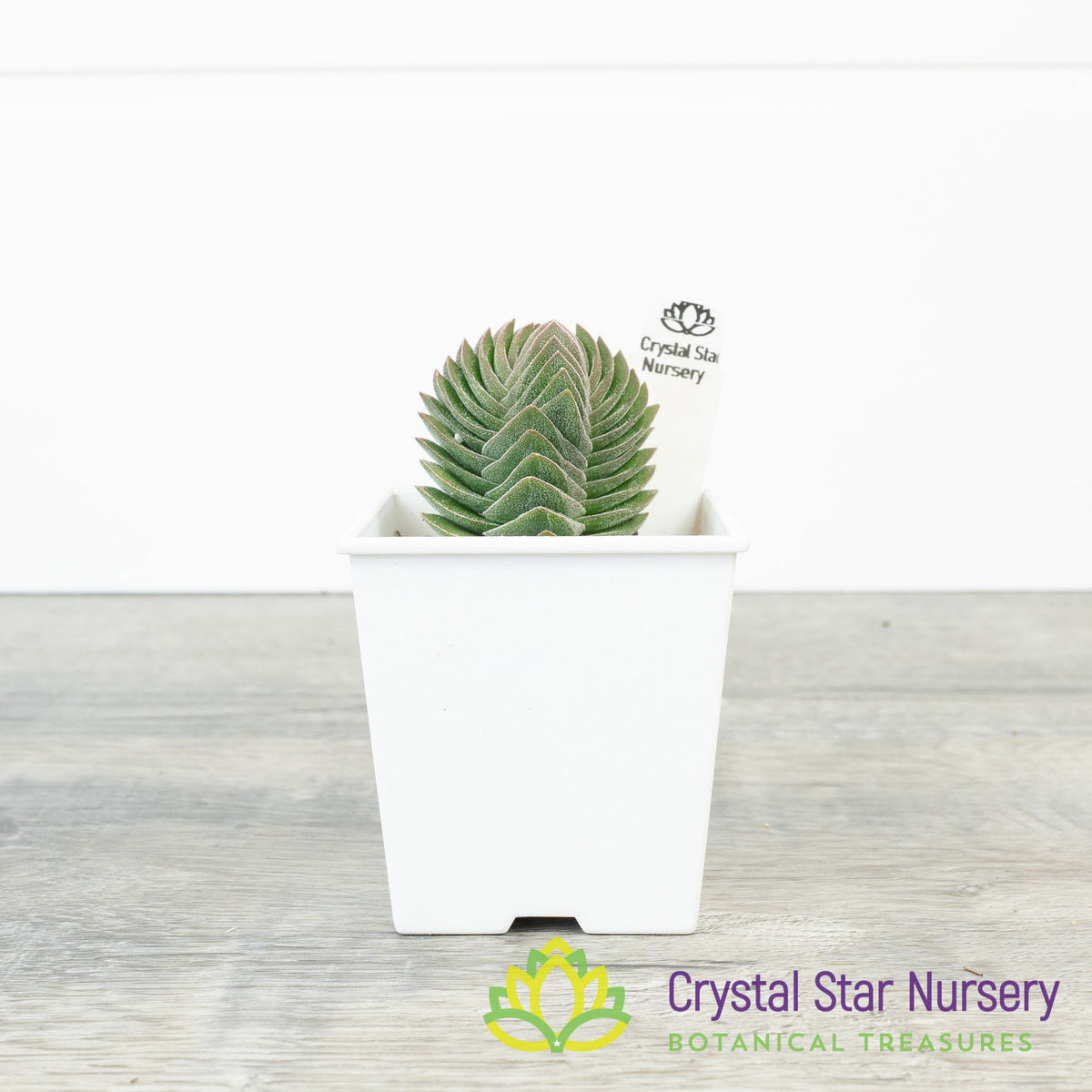 Crassula Buddha’s Temple