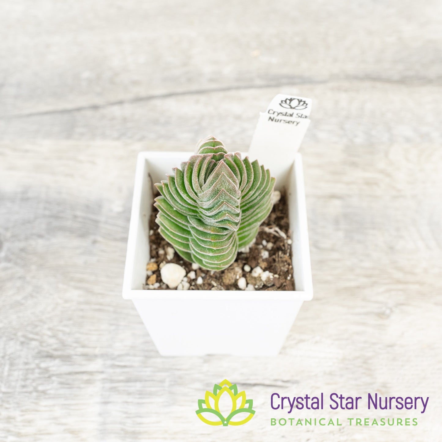 Crassula Buddha’s Temple