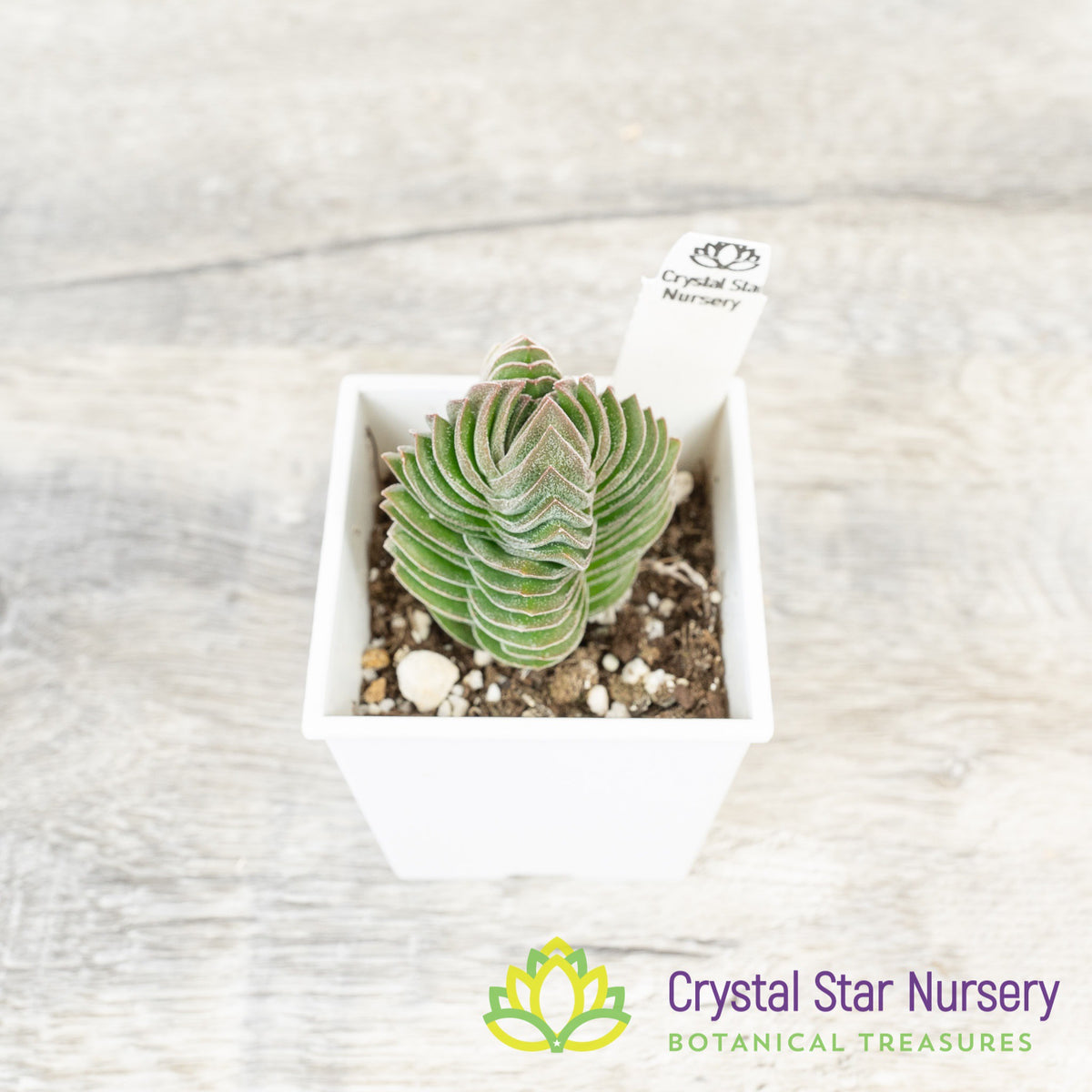 Crassula Buddha’s Temple