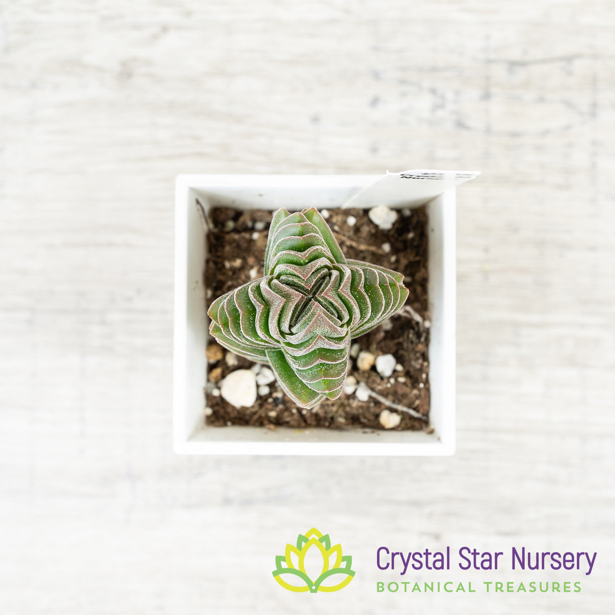Crassula Buddha’s Temple
