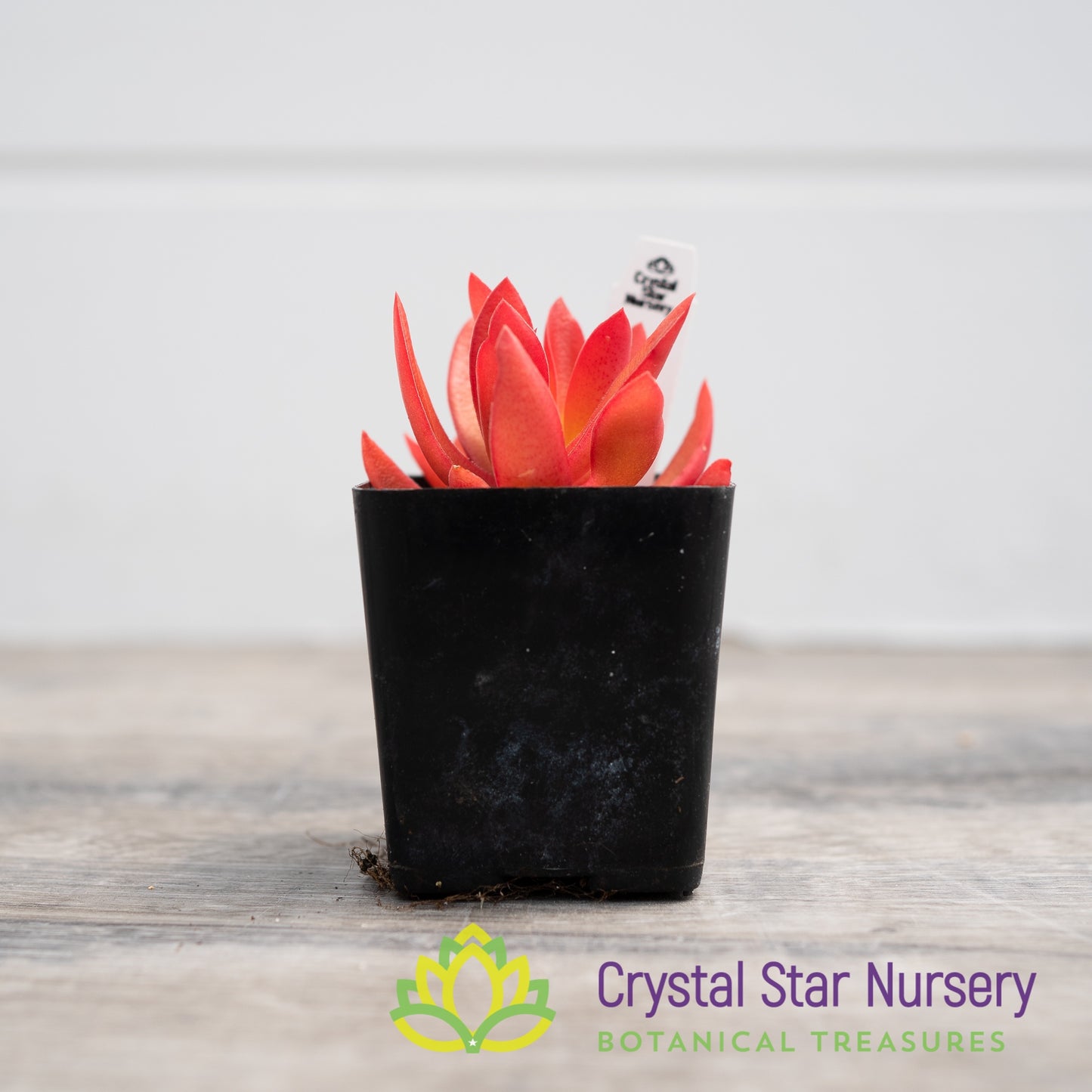 Crassula capitella 'Campfire'