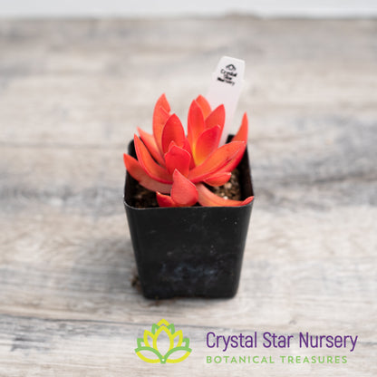 Crassula capitella 'Campfire'